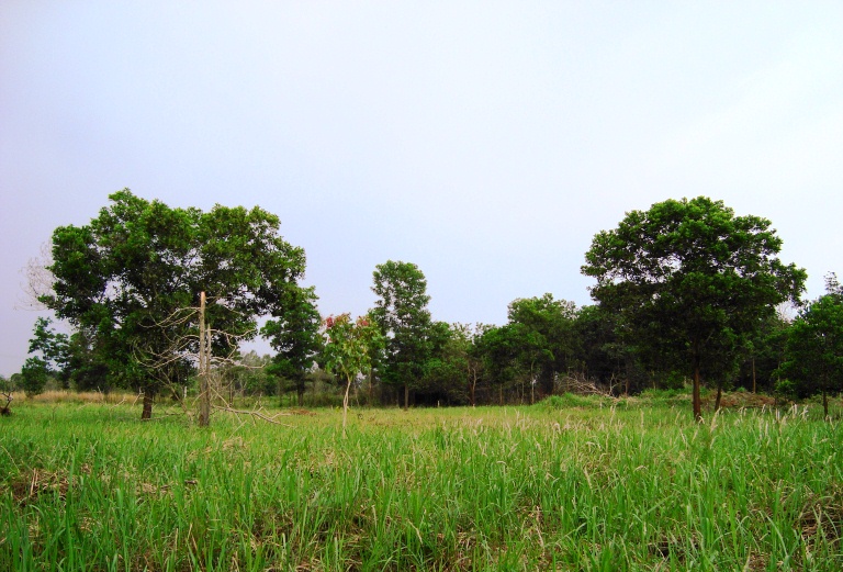 Imperata cylindrica, Japanese blood grass — spreading deciduous (Poaceae) (image 5 of 9)