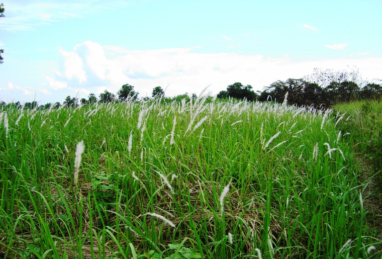 Imperata cylindrica, Japanese blood grass — spreading deciduous (Poaceae) (image 7 of 9)