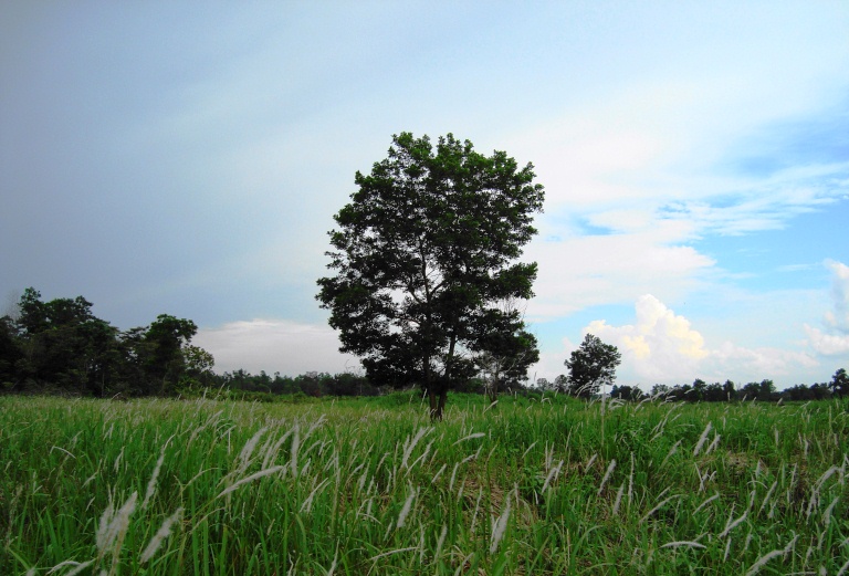 Imperata cylindrica, Japanese blood grass — spreading deciduous (Poaceae) (image 8 of 9)