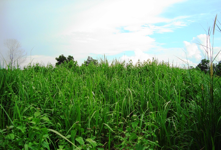 Imperata cylindrica, Japanese blood grass — spreading deciduous (Poaceae) (image 9 of 9)
