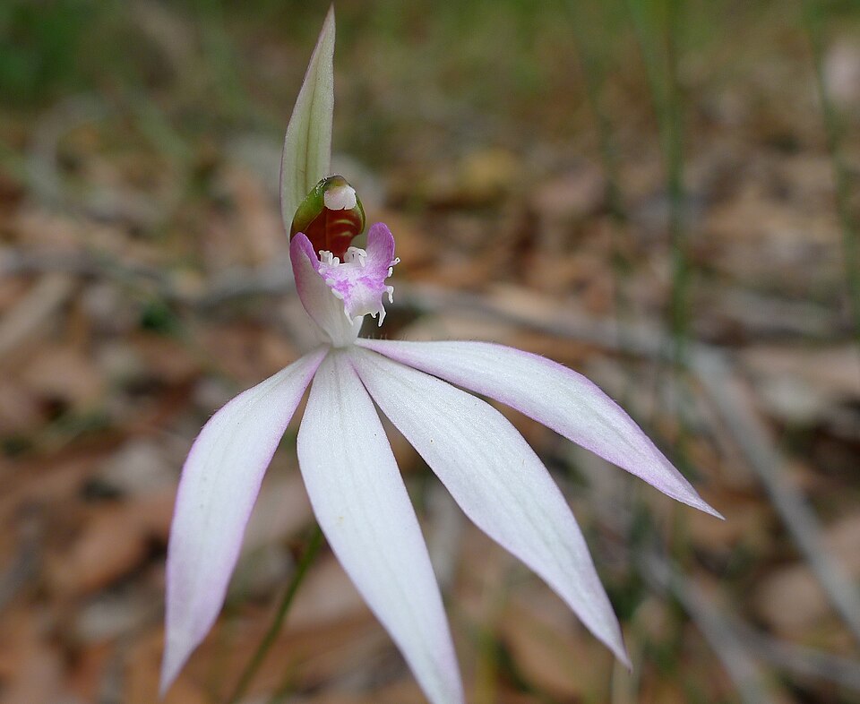 Caladenia catenata (Lady Fingers) (alternate view 2)