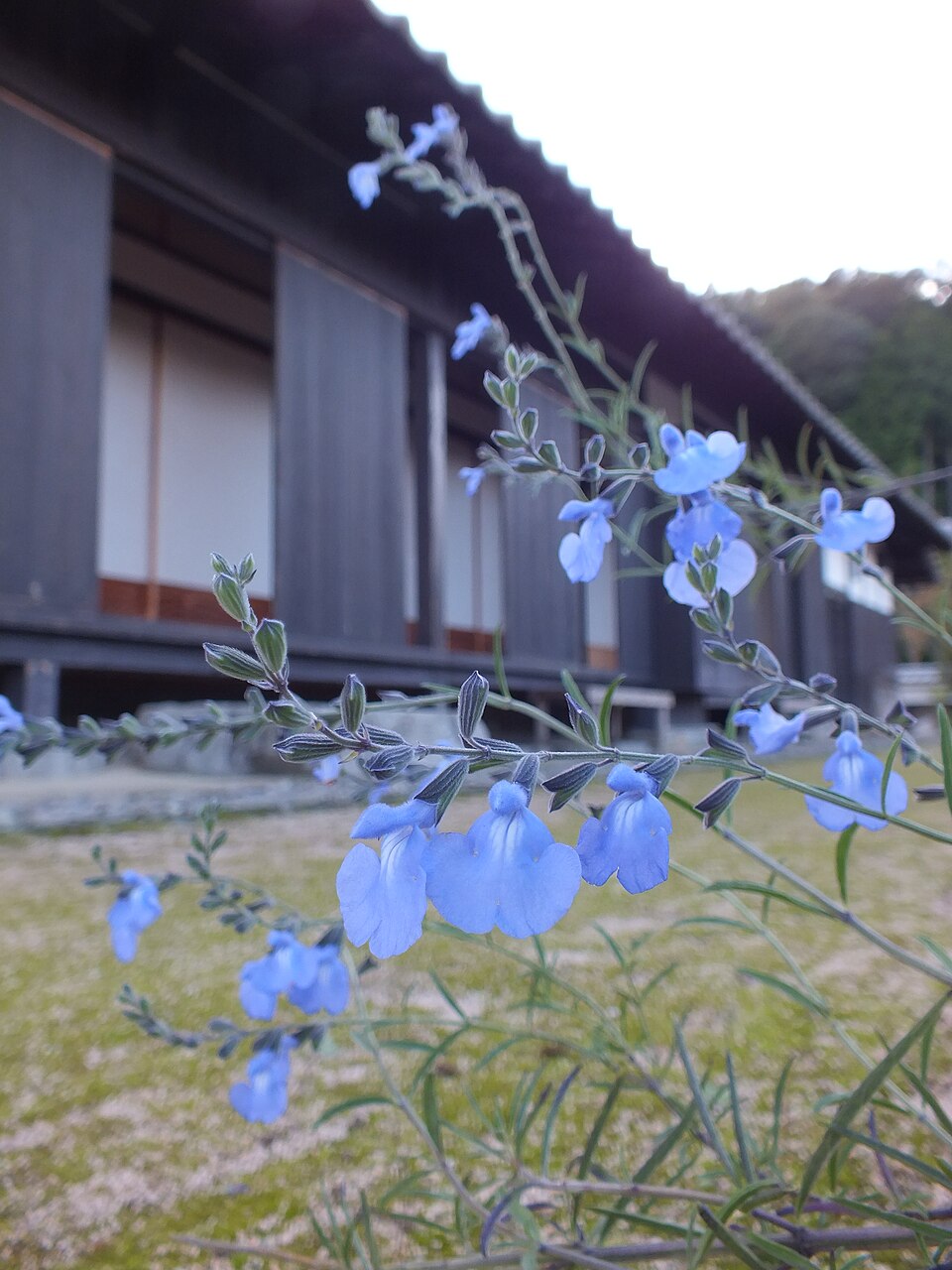Salvia azurea (giant blue sage) (alternate view 2)
