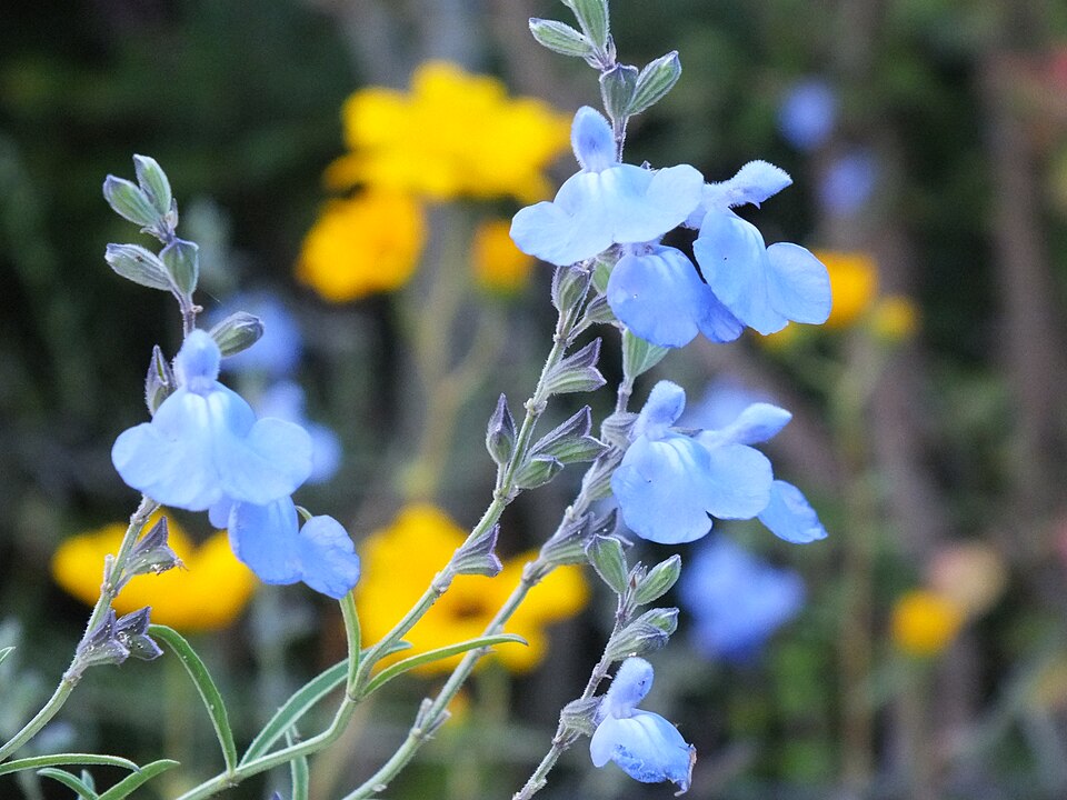Salvia azurea (giant blue sage) (alternate view 3)