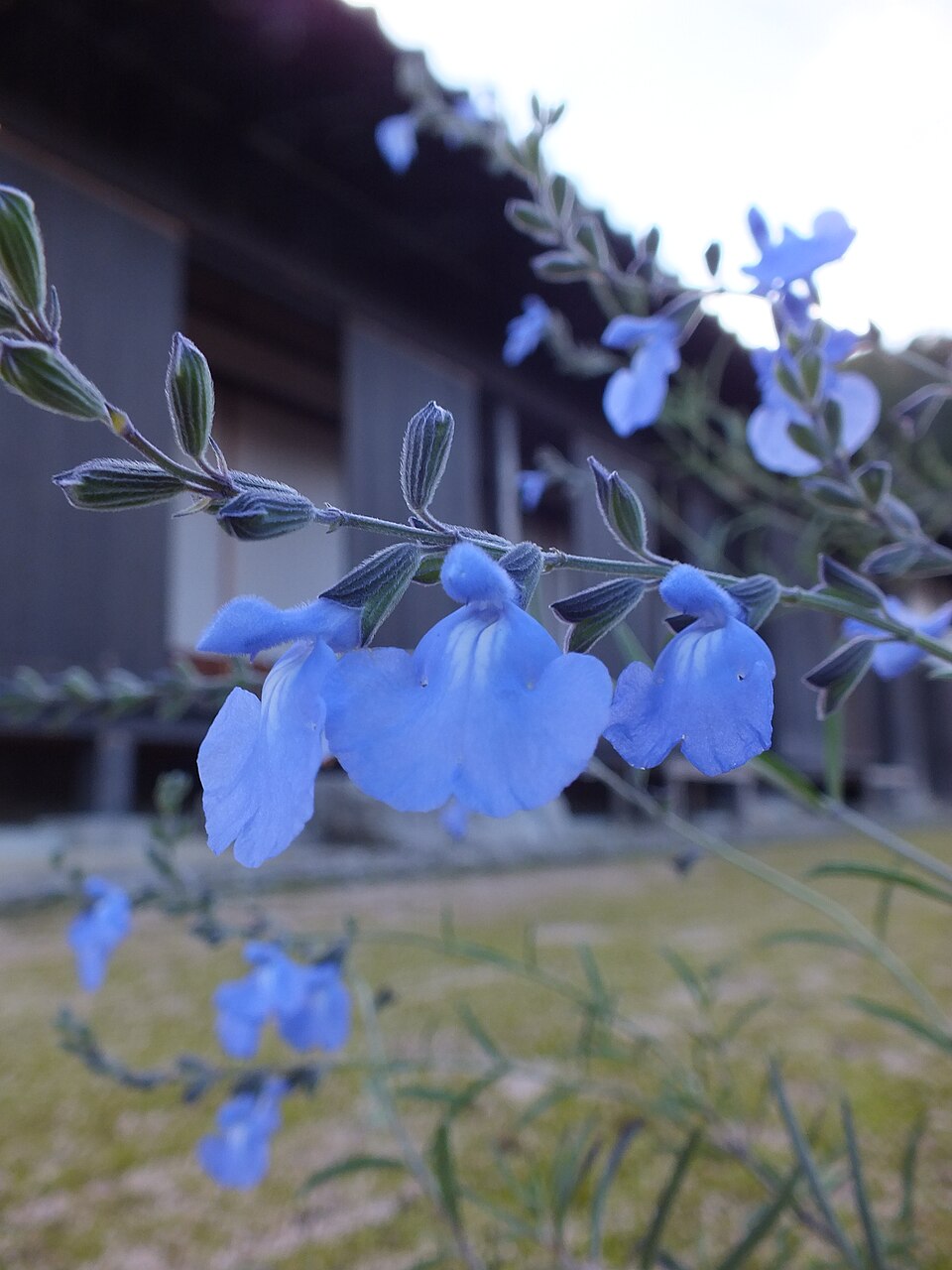 Salvia azurea (giant blue sage) (alternate view 4)