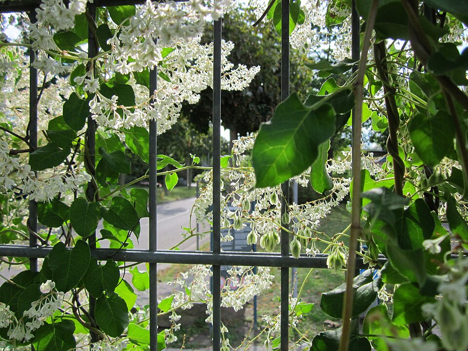 Fallopia baldschuanica (Bukhara Fleeceflower)