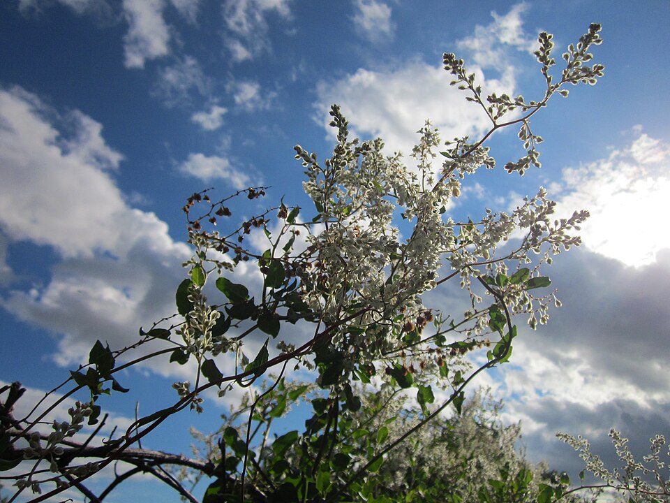 Fallopia baldschuanica (Bukhara Fleeceflower)