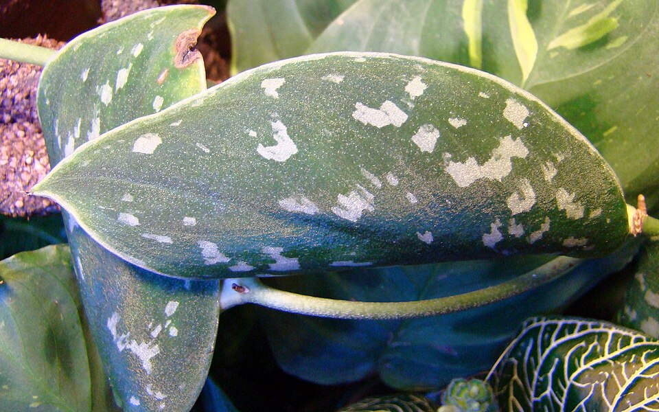 Scindapsus pictus (Satin Pothos) (alternate view 7)