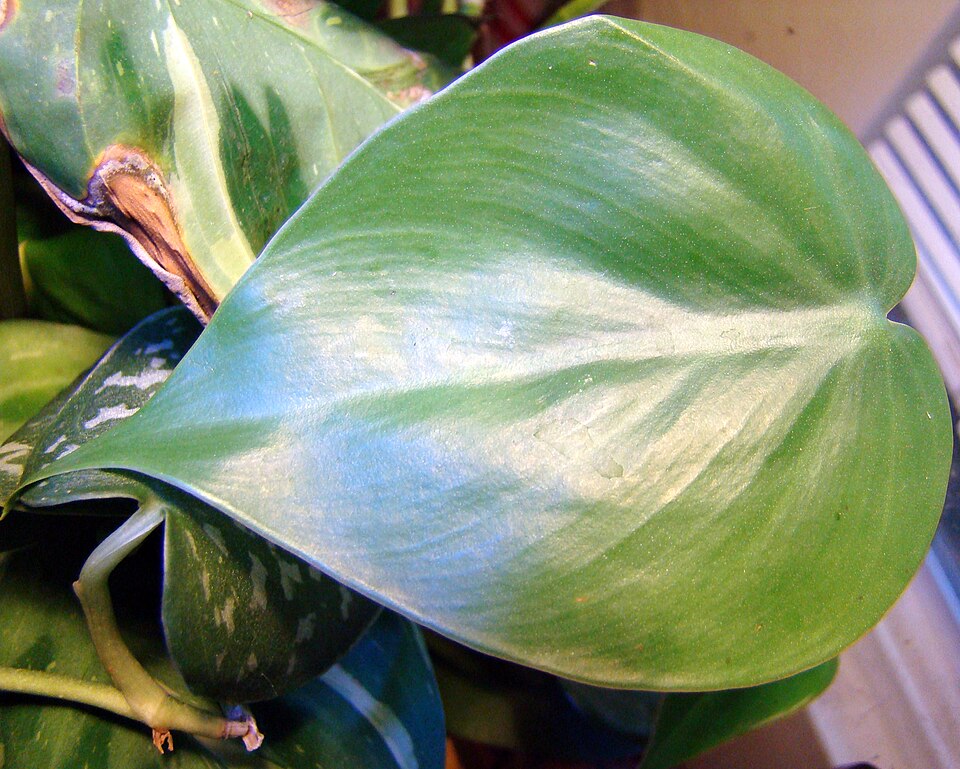 Philodendron hederaceum (Heartleaf Philodendron) (alternate view 5)