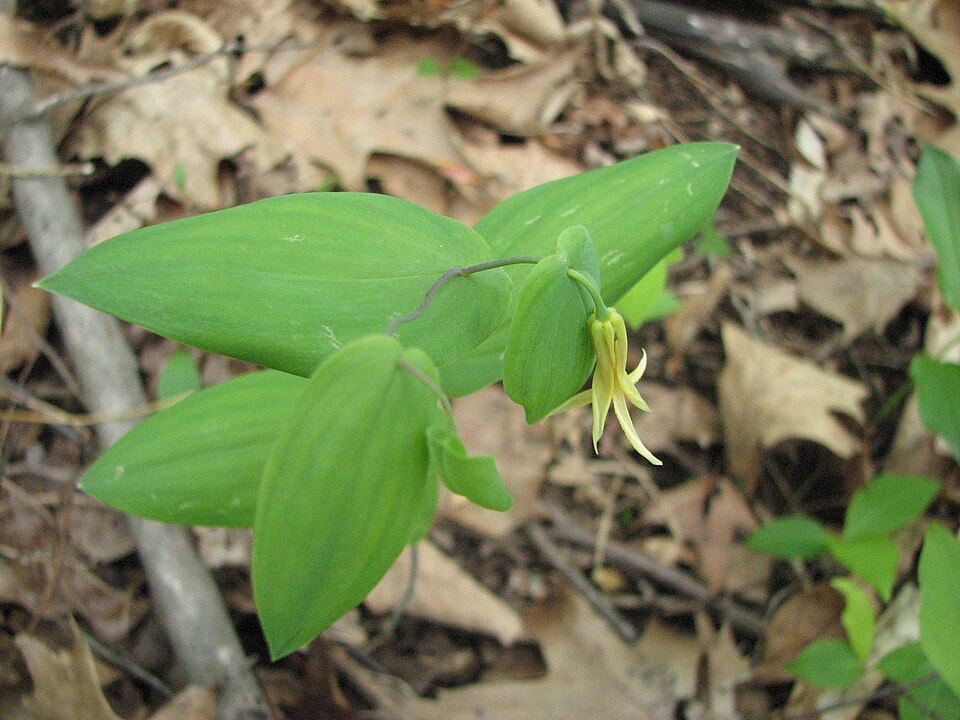 Uvularia perfoliata (Perfoliate Bellwort) (alternate view 6)