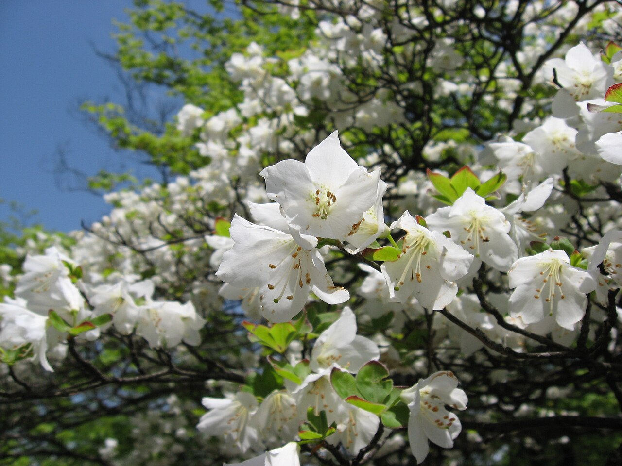 Rhododendron quinquefolium (quinquefolium azalea)