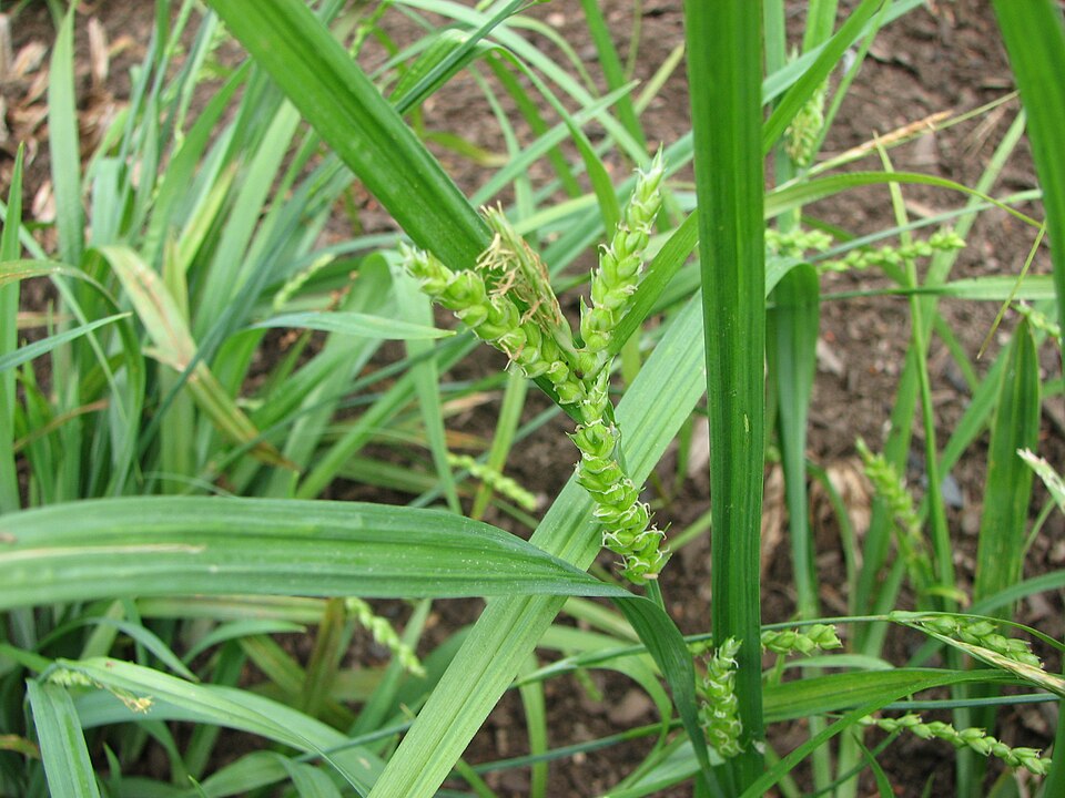 Carex flaccosperma (Blue Wood Sedge) (alternate view 5)