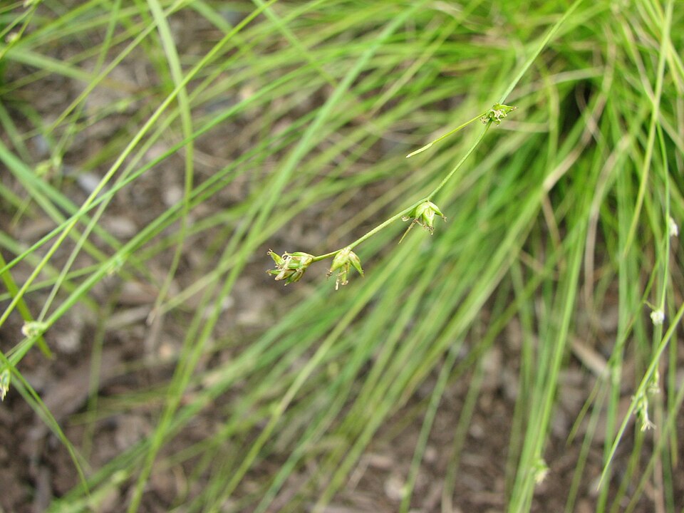 Carex appalachica (Appalachian Sedge) (alternate view 6)