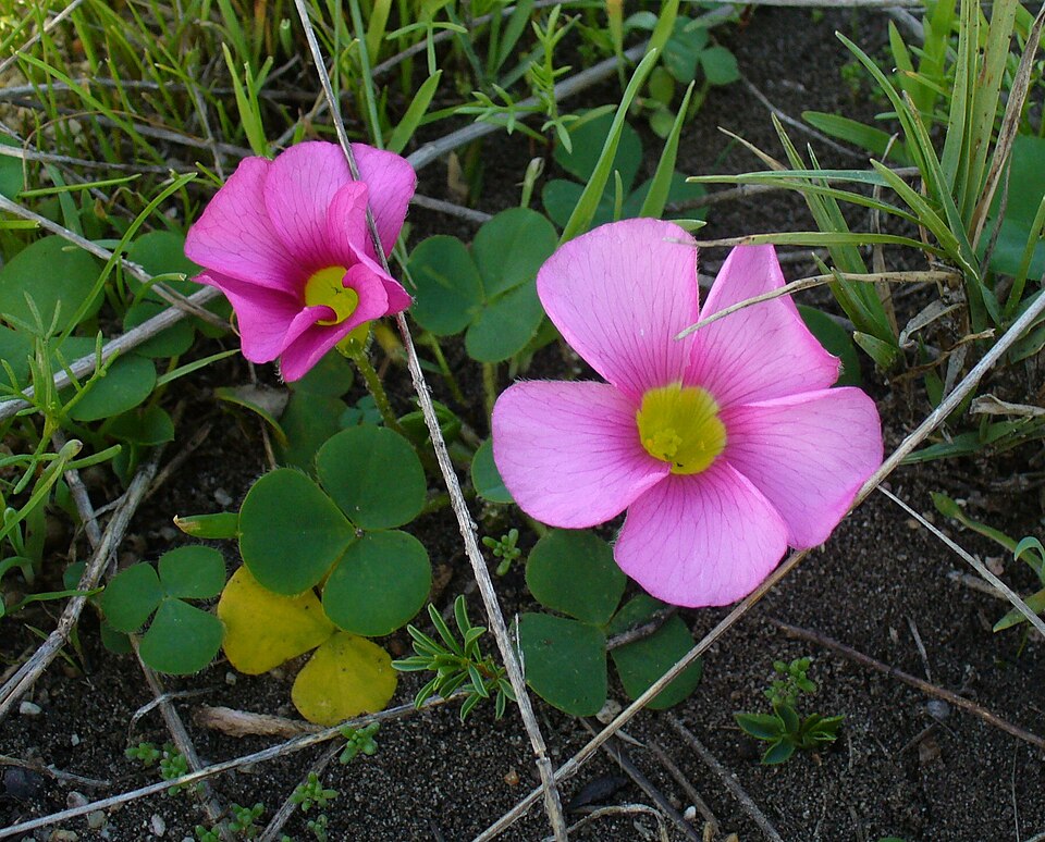 Oxalis purpurea (Purple woodsorrel) (alternate view 6)