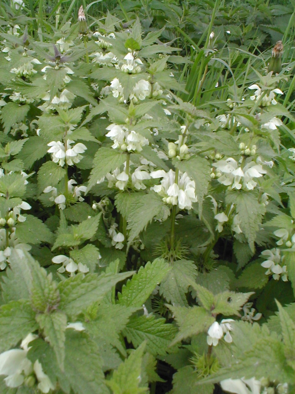 Lamium album (White deadnettle)