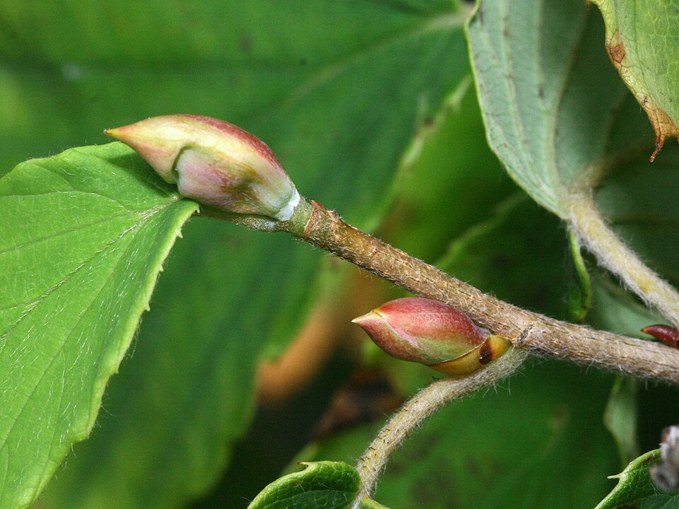 Corylopsis spicata (Spike Winter Hazel) (alternate view 8)
