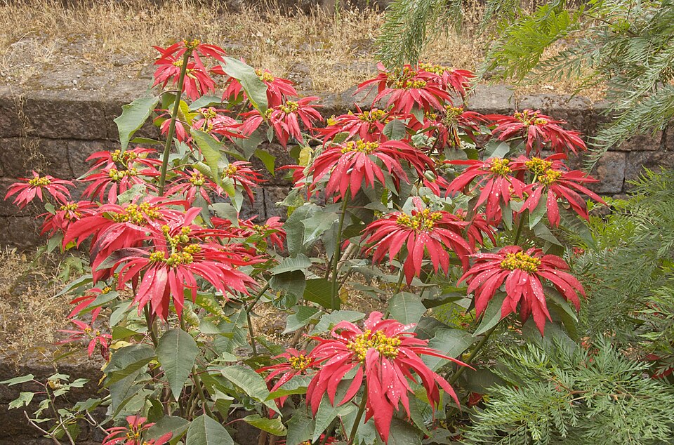Euphorbia pulcherrima (Poinsettia) (alternate view 7)