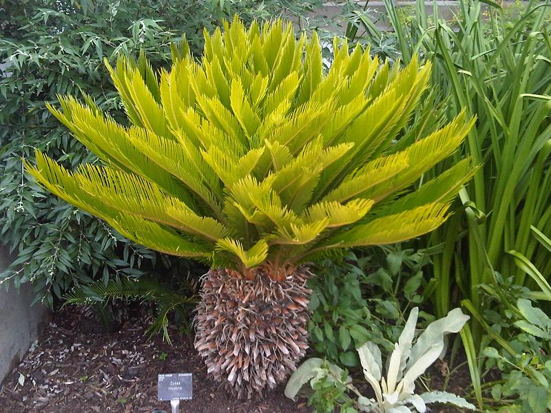 Cycas revoluta (Sago Palm) (alternate view 7)