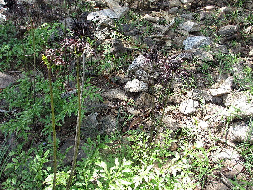 Tacca chantrieri (Black Bat Flower) (alternate view 12)
