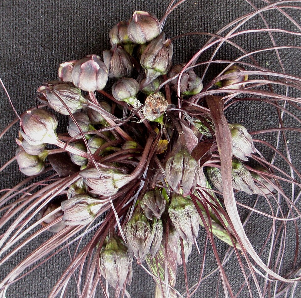 Tacca chantrieri (Black Bat Flower) (alternate view 13)