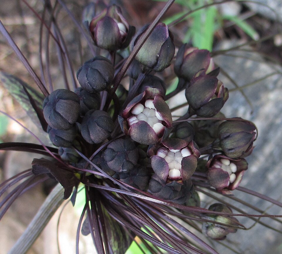 Tacca chantrieri (Black Bat Flower) (alternate view 14)