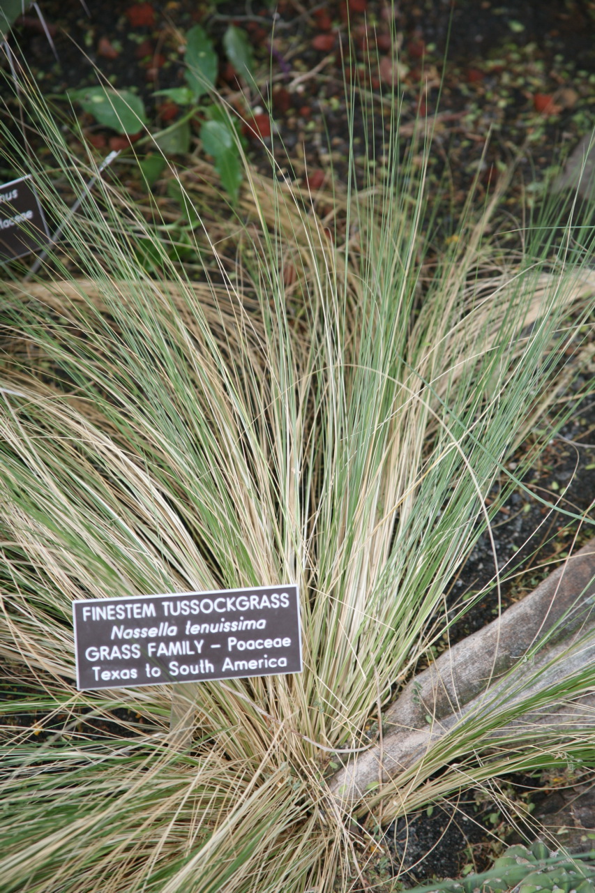 Nassella tenuissima (Mexican feather/hair grass) (alternate view 11)