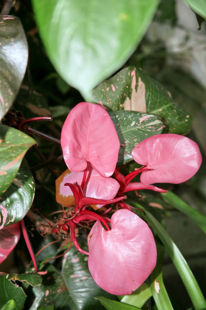 Philodendron erubescens 'Pink Princess' (Pink Princess Philodendron)