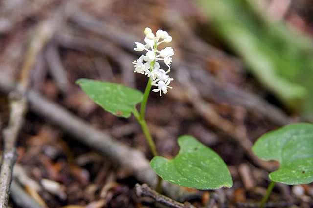 Maianthemum dilatatum (false lily of the valley) (alternate view 9)