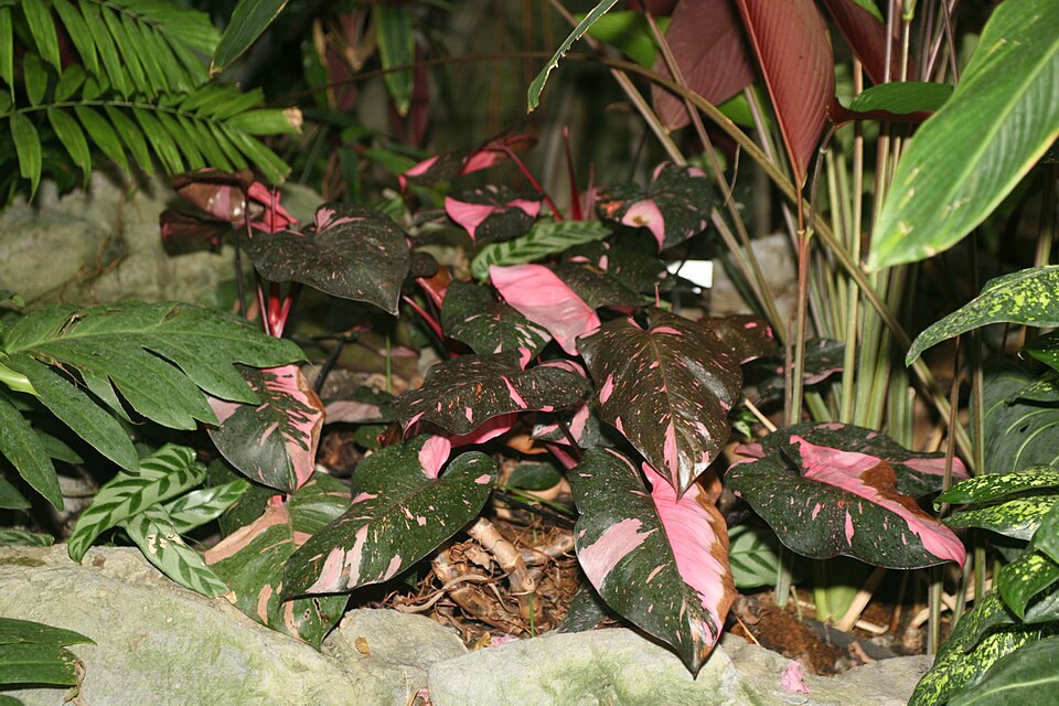 Philodendron erubescens 'Pink Princess' (Pink Princess Philodendron) (alternate view 2)