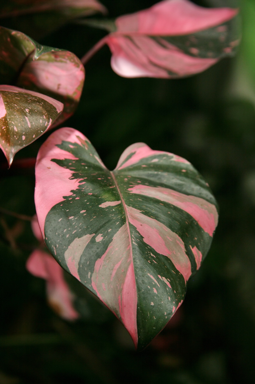 Philodendron erubescens 'Pink Princess' (Pink Princess Philodendron) (alternate view 3)