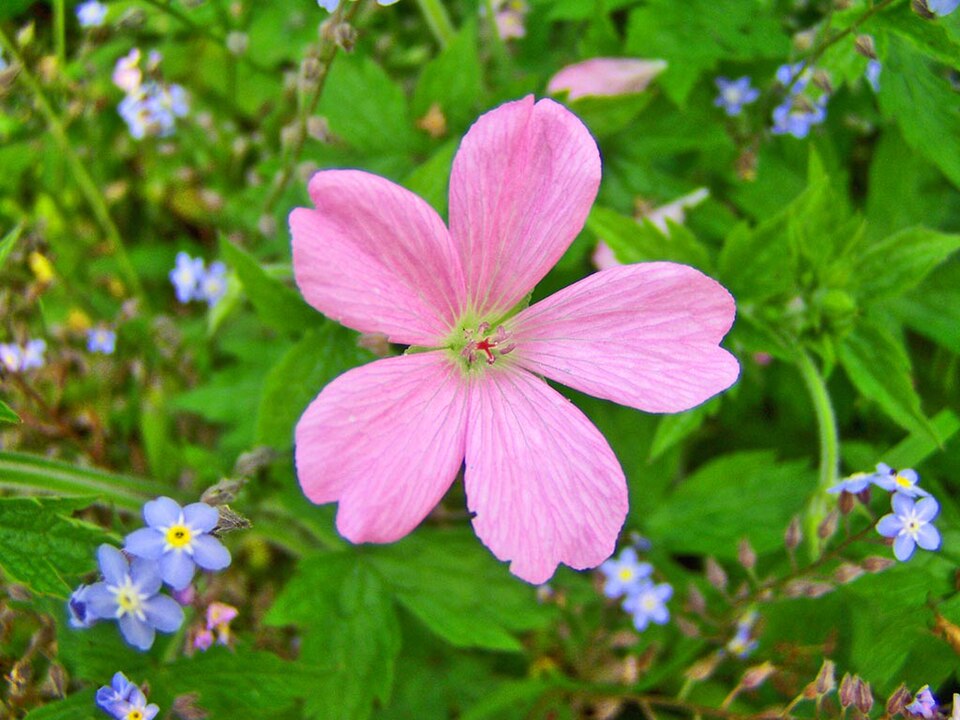 Geranium endressii (French Crane's-bill)