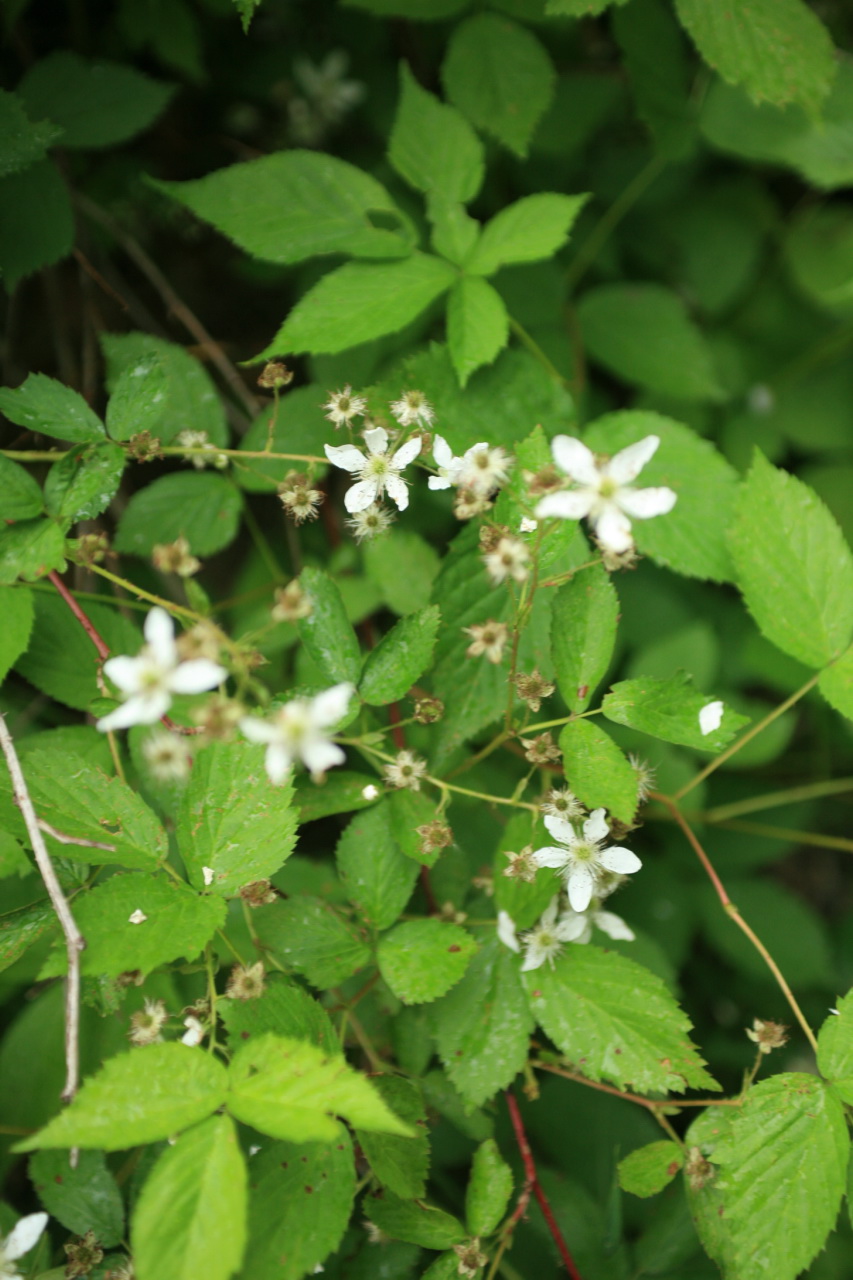 Rubus hispidus (swamp dewberry) (alternate view 8)