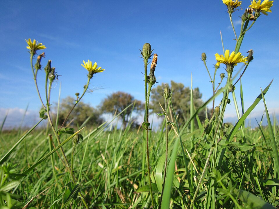 Picris hieracioides (Hawkweed Oxtongue)