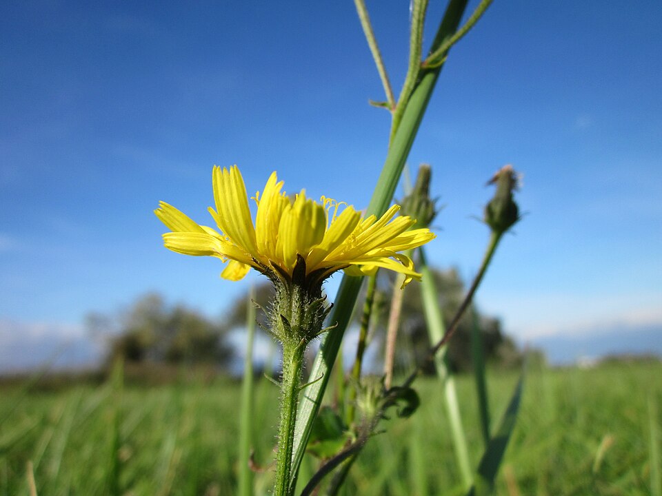 Picris hieracioides (Hawkweed Oxtongue)