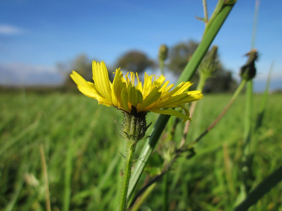 Picris hieracioides (Hawkweed Oxtongue)