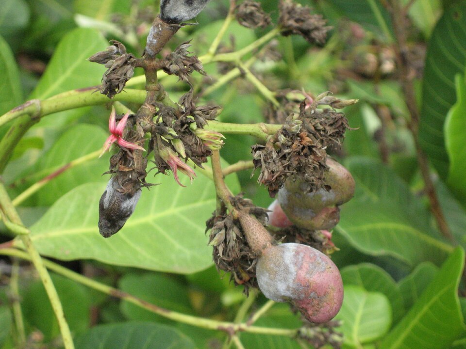 Anacardium occidentale (Cashew) (alternate view 14)