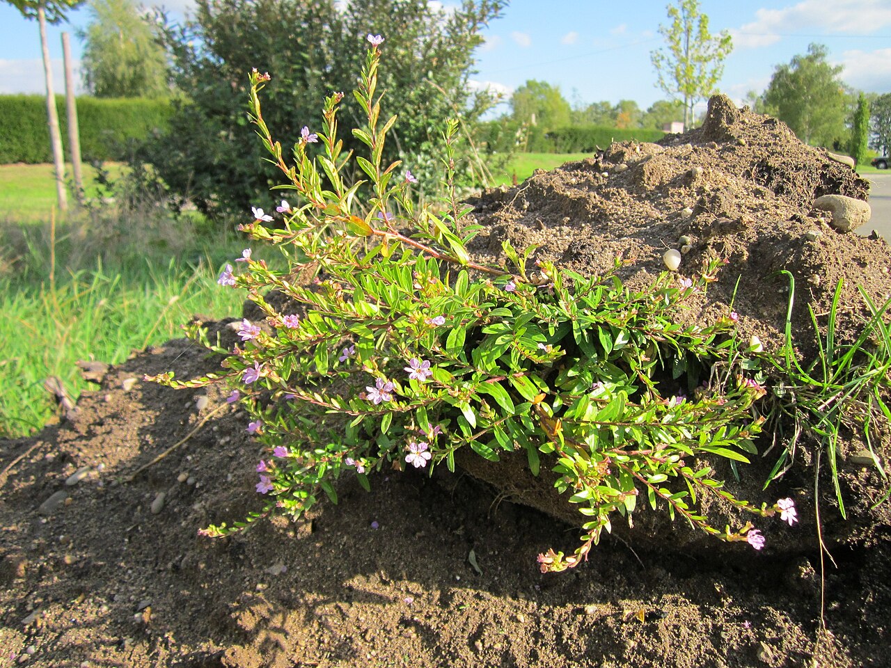 Cuphea hyssopifolia, Mexican heather — mounding evergreen (Lythraceae) (image 7 of 9)