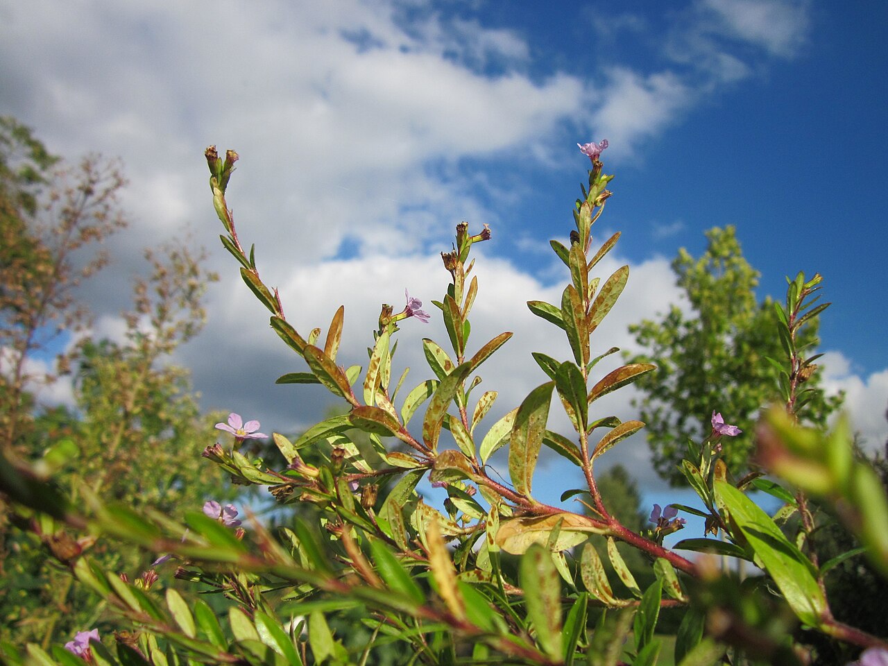Cuphea hyssopifolia, Mexican heather — mounding evergreen (Lythraceae) (image 8 of 9)