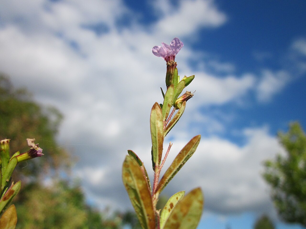 Cuphea hyssopifolia, Mexican heather — mounding evergreen (Lythraceae) (image 9 of 9)