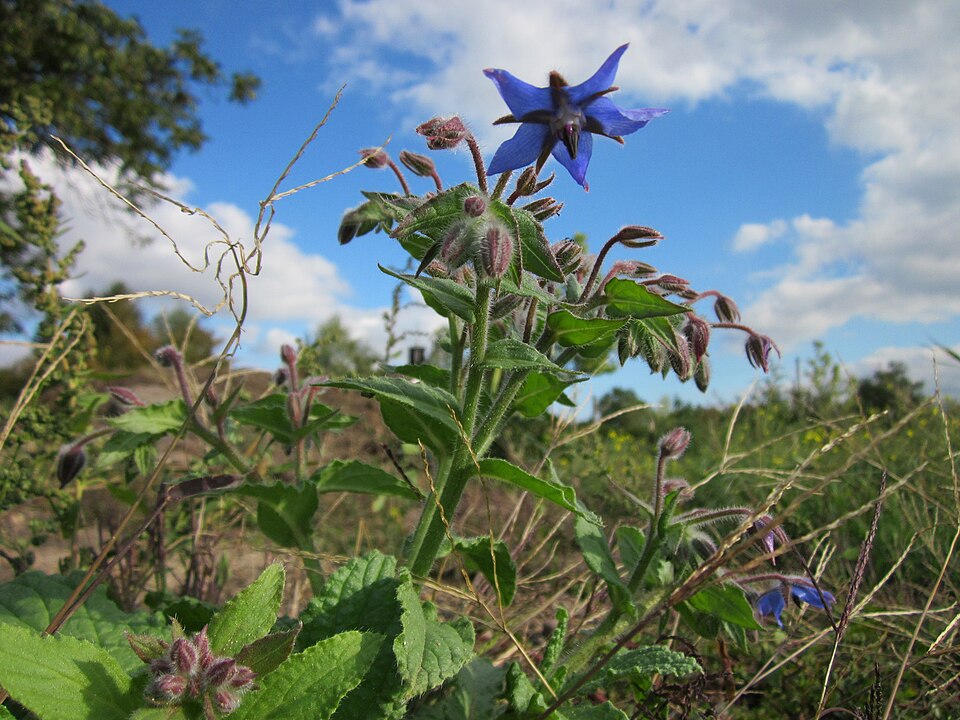 Borago officinalis (borage)