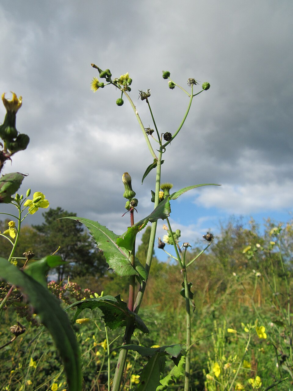 Sonchus asper (prickly sow thistle) (alternate view 6)