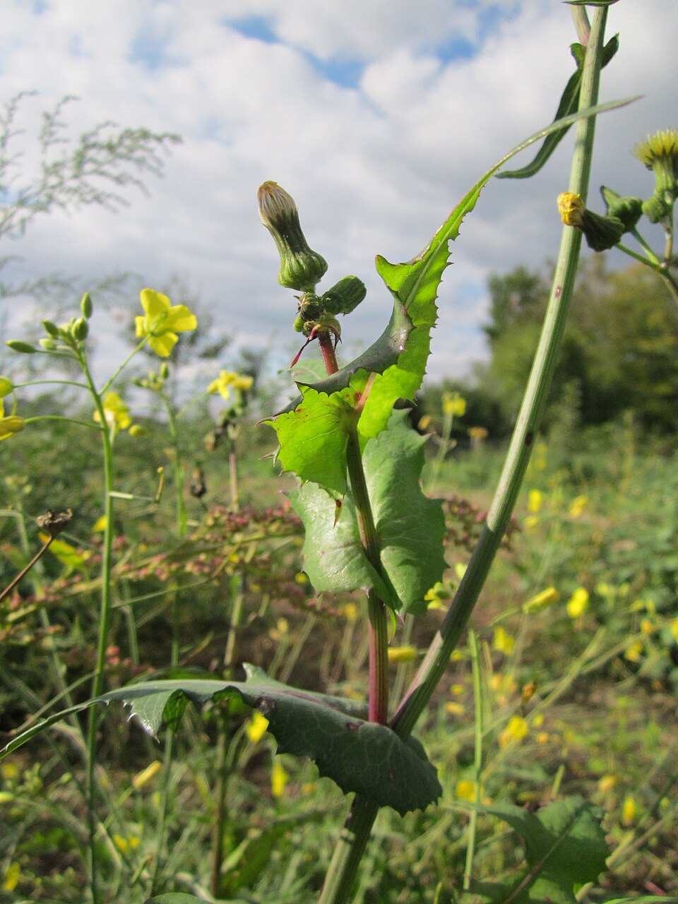 Sonchus asper (prickly sow thistle) (alternate view 7)