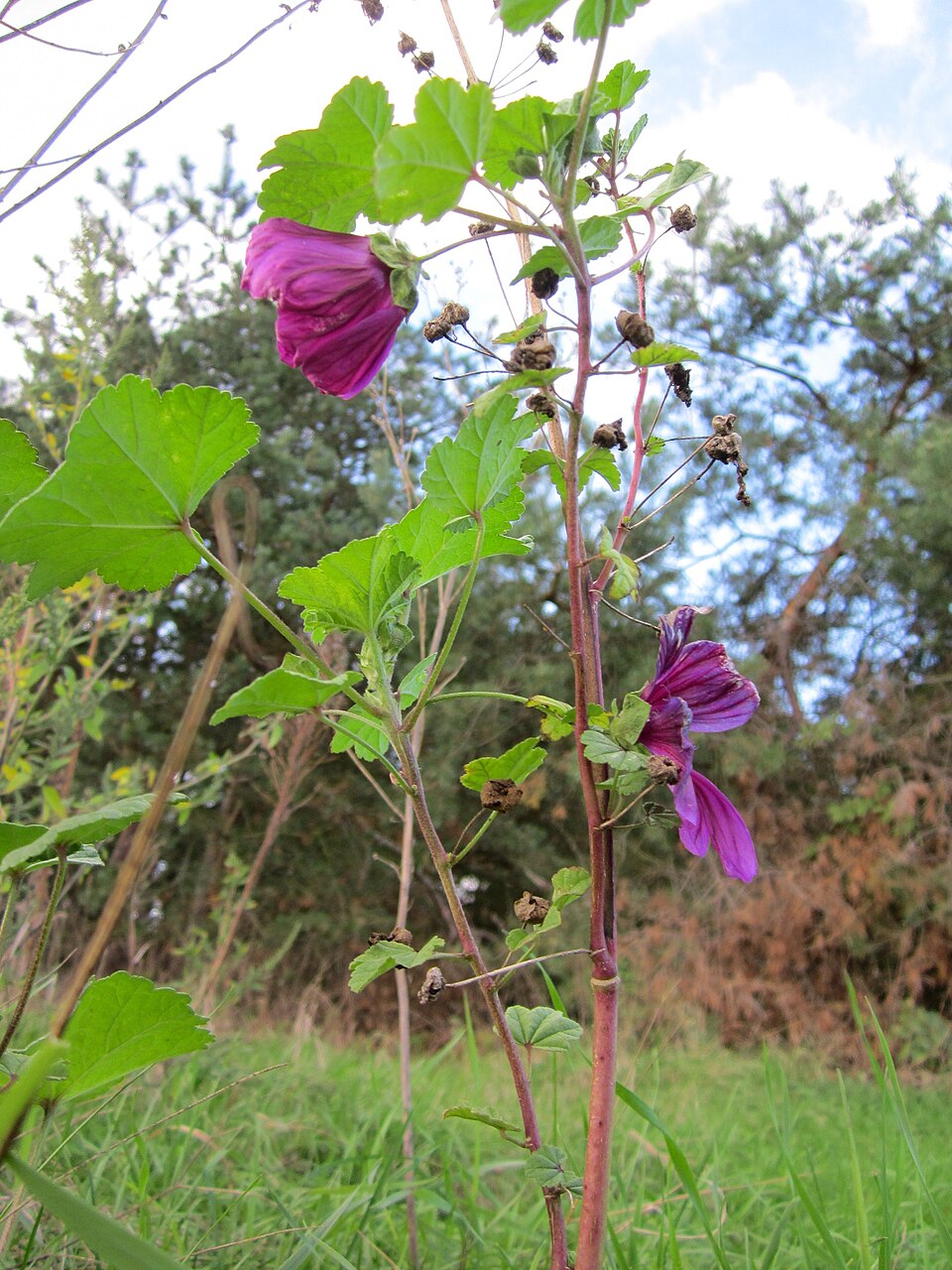 Malva sylvestris (Common Mallow)