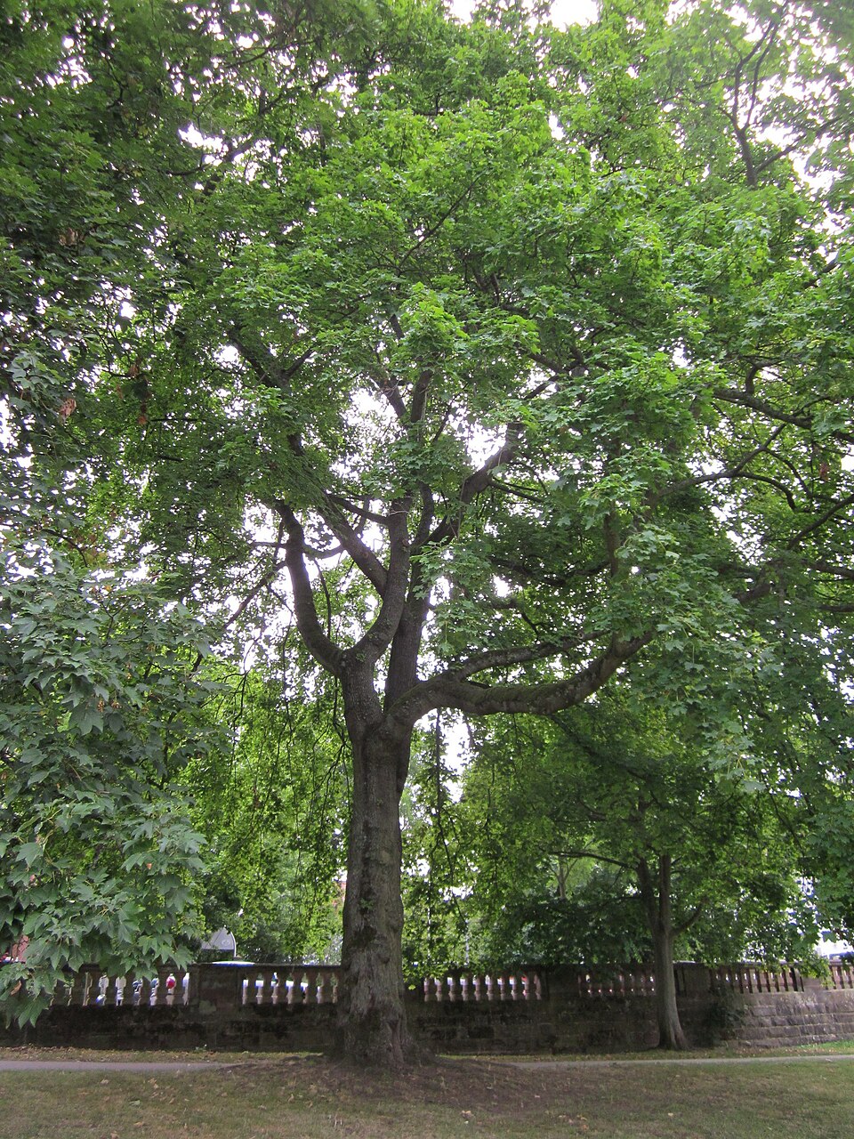 Acer platanoides (Norway maple) (alternate view 7)
