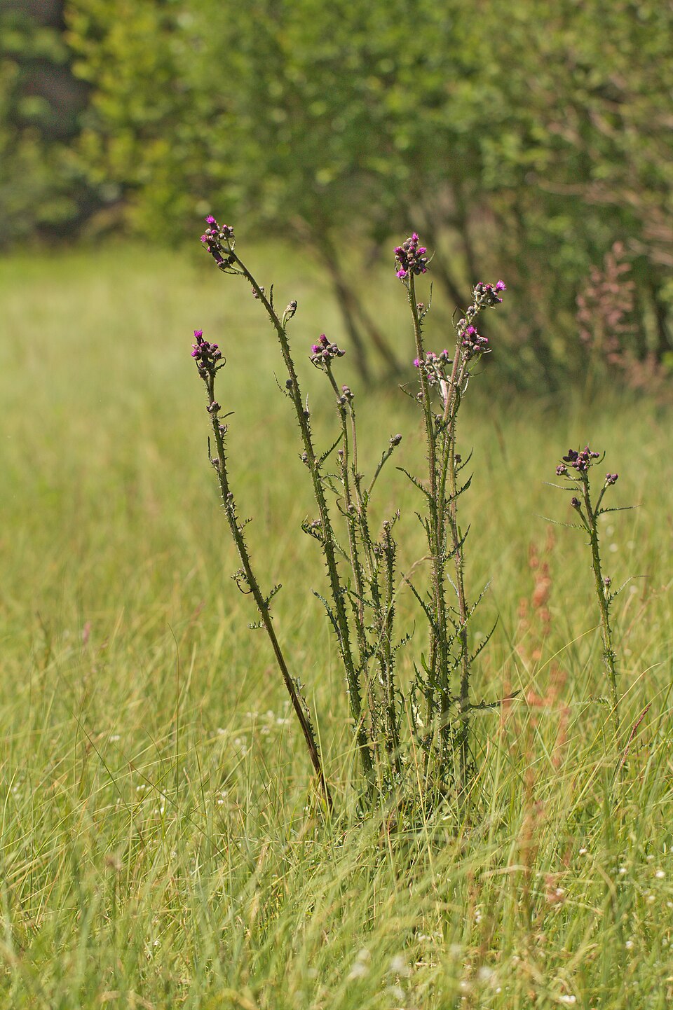 Cirsium palustre (Marsh Thistle)