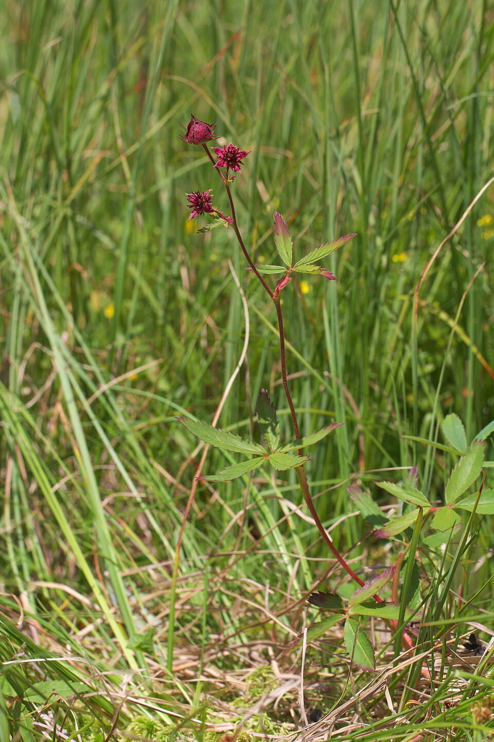 Comarum palustre (marsh cinquefoil) (alternate view 8)