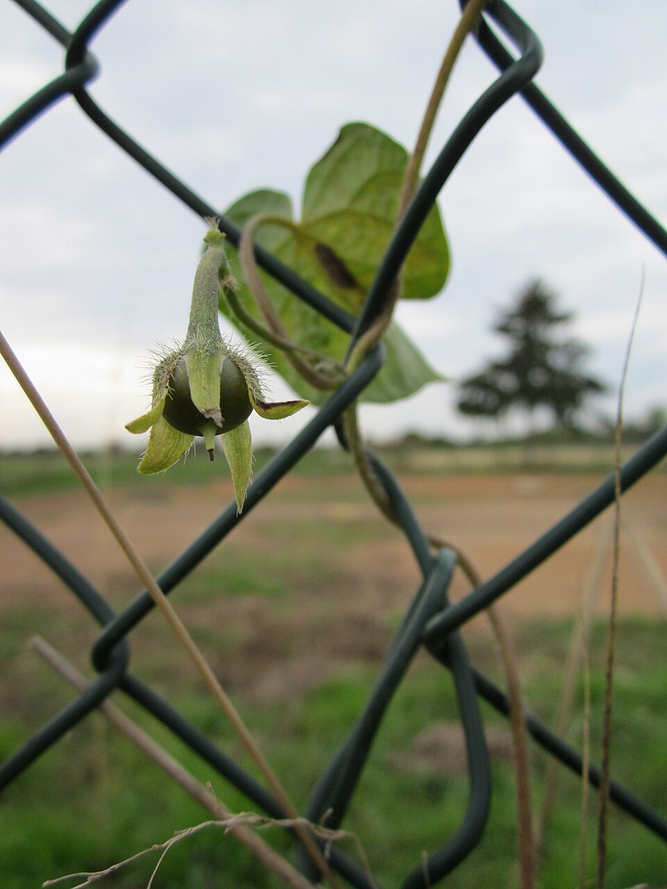 Ipomoea purpurea (common morning-glory)