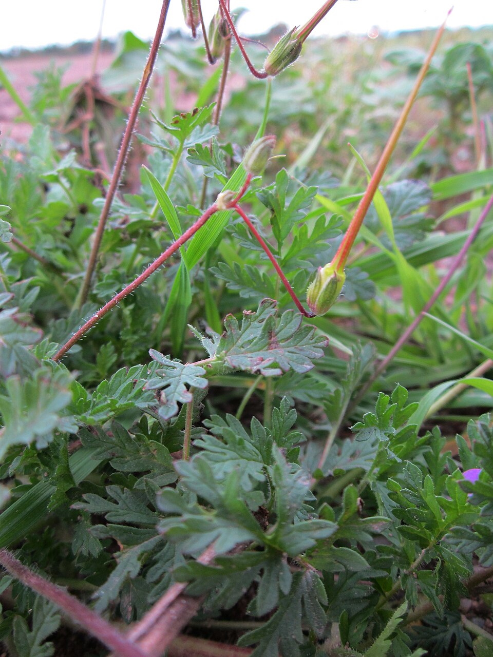 Erodium cicutarium (Redstem Stork's-bill)