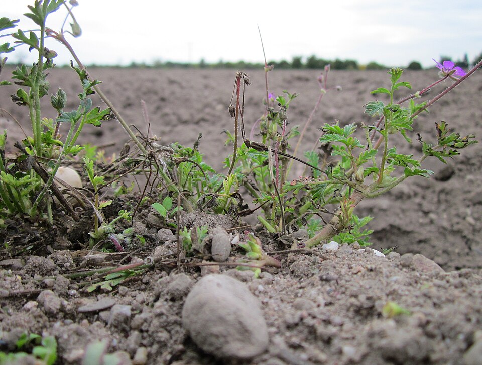Erodium cicutarium (Redstem Stork's-bill)