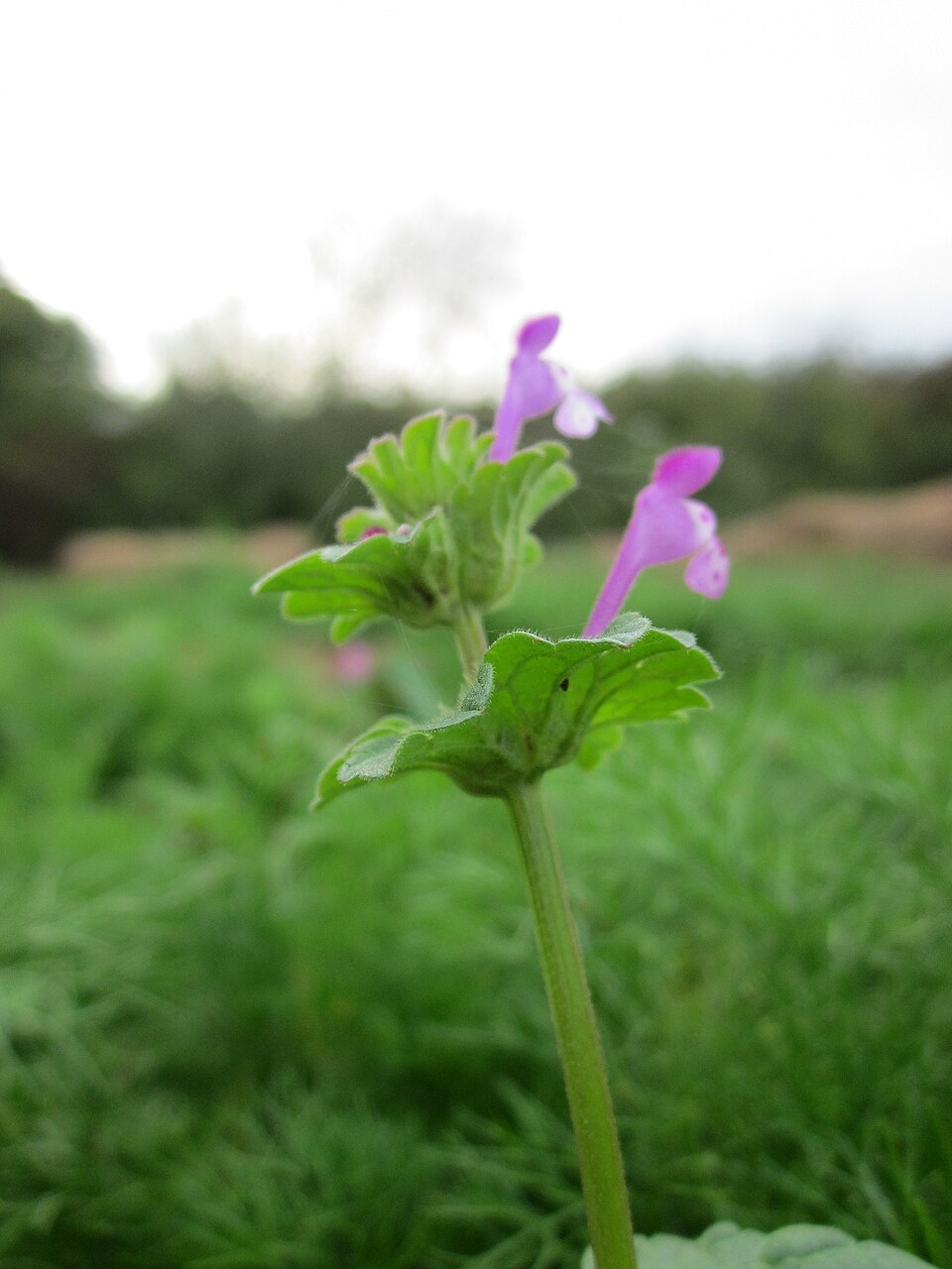 Lamium amplexicaule (henbit deadnettle)