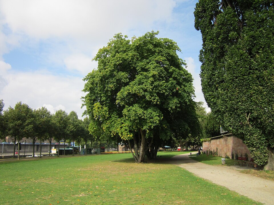 Acer platanoides (Norway maple) (alternate view 8)